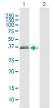 Anti-PRPH2 Mouse Polyclonal Antibody