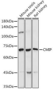 Western blot analysis of extracts of various cell lines, using Anti-CMIP Antibody (A308496) at 1:1000 dilution. The secondary Antibody was Goat Anti-Rabbit IgG H&L Antibody (HRP) at 1:10000 dilution. Lysates/proteins were present at 25 µg per lane