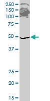 Anti-ETF1 Mouse Monoclonal Antibody [clone: 2H4]