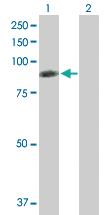 Anti-RDX Mouse Polyclonal Antibody