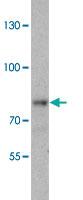 Anti-VPS51 Rabbit Polyclonal Antibody