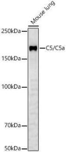 Antibody anti-C5 100 µl