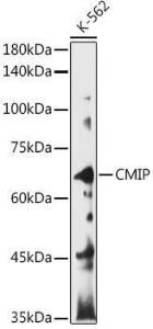 Western blot analysis of extracts of K-562 cells, using Anti-CMIP Antibody (A308496) at 1:1000 dilution. The secondary Antibody was Goat Anti-Rabbit IgG H&L Antibody (HRP) at 1:10000 dilution. Lysates/proteins were present at 25 µg per lane