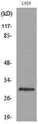 Antibody anti-KLF13 100 µg