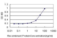 Anti-NDST3 Mouse Monoclonal Antibody [clone: 5B9]