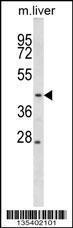 Anti-MAP2K2 Rabbit Polyclonal Antibody (FITC (Fluorescein Isothiocyanate))