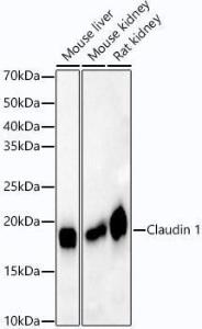 Western blot analysis of extracts of various cell lines, using Anti-Claudin 1 Antibody [ARC54475] (A305830) at 1:2,000 dilution The secondary antibody was Goat Anti-Rabbit IgG H&L Antibody (HRP) at 1:10,000 dilution Lysates/proteins were present at 25 µg per lane