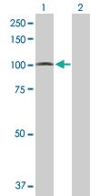 Anti-PCDHGA5 Mouse Polyclonal Antibody