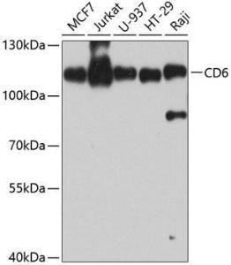 Western blot analysis of extracts of various cell lines, using Anti-CD6/T12 Antibody (A10298) at 1:1,000 dilution The secondary antibody was Goat Anti-Rabbit IgG H&L Antibody (HRP) at 1:10,000 dilution Lysates/proteins were present at 25 µg per lane