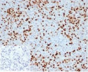 Immunohistochemical analysis of formalin-fixed, paraffin-embedded human spleen tissue using Anti-Myeloperoxidase Antibody [MPO/33R]. Inset: PBS instead of the primary antibody. Secondary antibody negative control