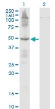 Anti-ETF1 Mouse Monoclonal Antibody [clone: 2H4]