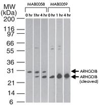 Anti-ARHGDIB Mouse Monoclonal Antibody [clone: 10D774]