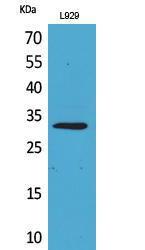 Antibody anti-KLF13 100 µg