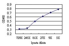 Anti-NLGN4Y Antibody Pair