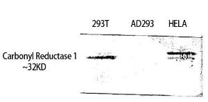 Western blot analysis of 293T HELA using Anti-CBR1 Antibody