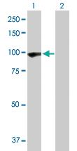 Anti-PCDHGA5 Rabbit Polyclonal Antibody