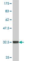 Anti-STK4 Mouse Polyclonal Antibody