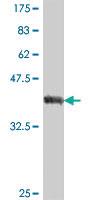 Anti-CABLES2 Mouse Polyclonal Antibody