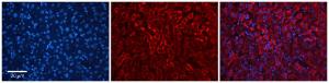 Anti-RPE Rabbit Polyclonal Antibody