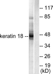 Antibody A94538-100