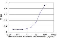 Anti-ETF1 Mouse Monoclonal Antibody [clone: 2H4]