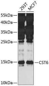 Western blot analysis of extracts of various cell lines, using Anti-CST6 Antibody (A10301) at 1:1,000 dilution. The secondary antibody was Goat Anti-Rabbit IgG H&L Antibody (HRP) at 1:10,000 dilution.