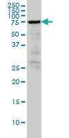 Anti-RDX Mouse Monoclonal Antibody [clone: 1F6]