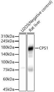 Antibody A308500-100 100 µl