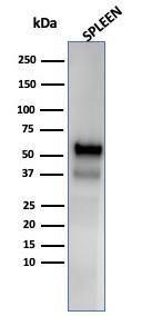 Western blot analysis of human spleen tissue lysate using Anti-Myeloperoxidase Antibody [MPO/33R]