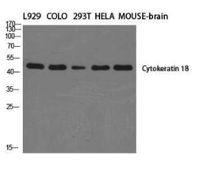 Antibody A94538-100