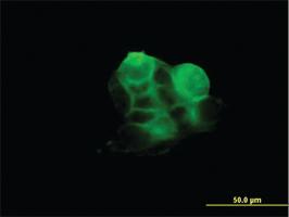 Anti-RDX Mouse Monoclonal Antibody [clone: 1F6]