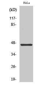 Antibody A94538-100