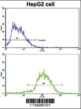 Anti-ALDH2 Rabbit Polyclonal Antibody