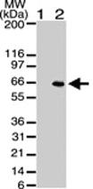 Anti-AKT1 Mouse Monoclonal Antibody [clone: 104A282]