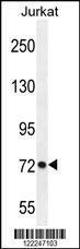 Anti-PCDHGC3 Rabbit Polyclonal Antibody (APC (Allophycocyanin))