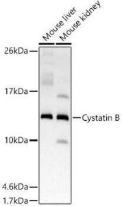 Western blot analysis of extracts of various cell lines, using Anti-Cystatin-B Antibody [ARC2833] (A307531) at 1:500 dilution