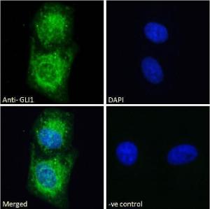 Anti-GLI1 Antibody (A121161) - Immunofluorescence analysis of paraformaldehyde fixed U2OS cells, permeabilized with 0.15% Triton