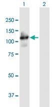 Anti-PCDHGA4 Mouse Polyclonal Antibody