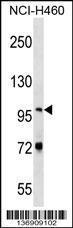 Anti-NVL Rabbit Polyclonal Antibody (APC (Allophycocyanin))