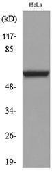 Antibody anti-TP63 100 µg