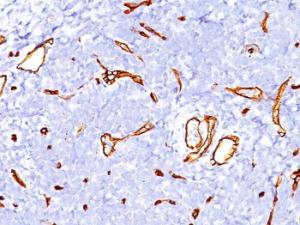 Immunohistochemical analysis of formalin-fixed, paraffin-embedded human tonsil using Anti-CD34 Antibody [SPM123]