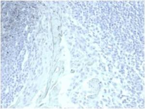 Negative Tissue Control: Immunohistochemical analysis of formalin-fixed, paraffin-embedded human tonsil using Anti-Mucin 5AC Antibody [MUC5AC/7067R] at 2 µg/ml in PBS for 30 minutes at room temperature