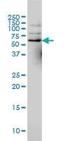 Anti-NCOA4 Mouse Monoclonal Antibody [clone: 1A2]