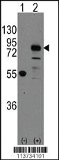 Anti-CDH9 Rabbit Polyclonal Antibody