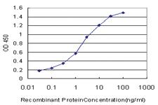 Anti-SH3GL2 Mouse Monoclonal Antibody [clone: 5A6]