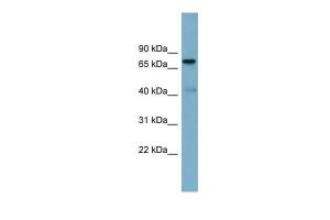 Anti-PIDD Rabbit Polyclonal Antibody