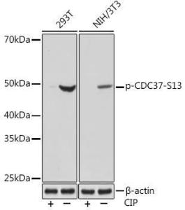 Antibody A305832-100 100 µl