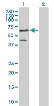 Anti-ETS1 Rabbit Polyclonal Antibody