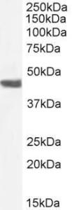 Anti-alpha smooth muscle actin antibody