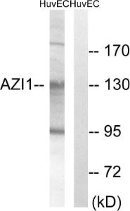 Western blot analysis of lysates from HUVEC cells using Anti-AZI1 Antibody. The right hand lane represents a negative control, where the antibody is blocked by the immunising peptide